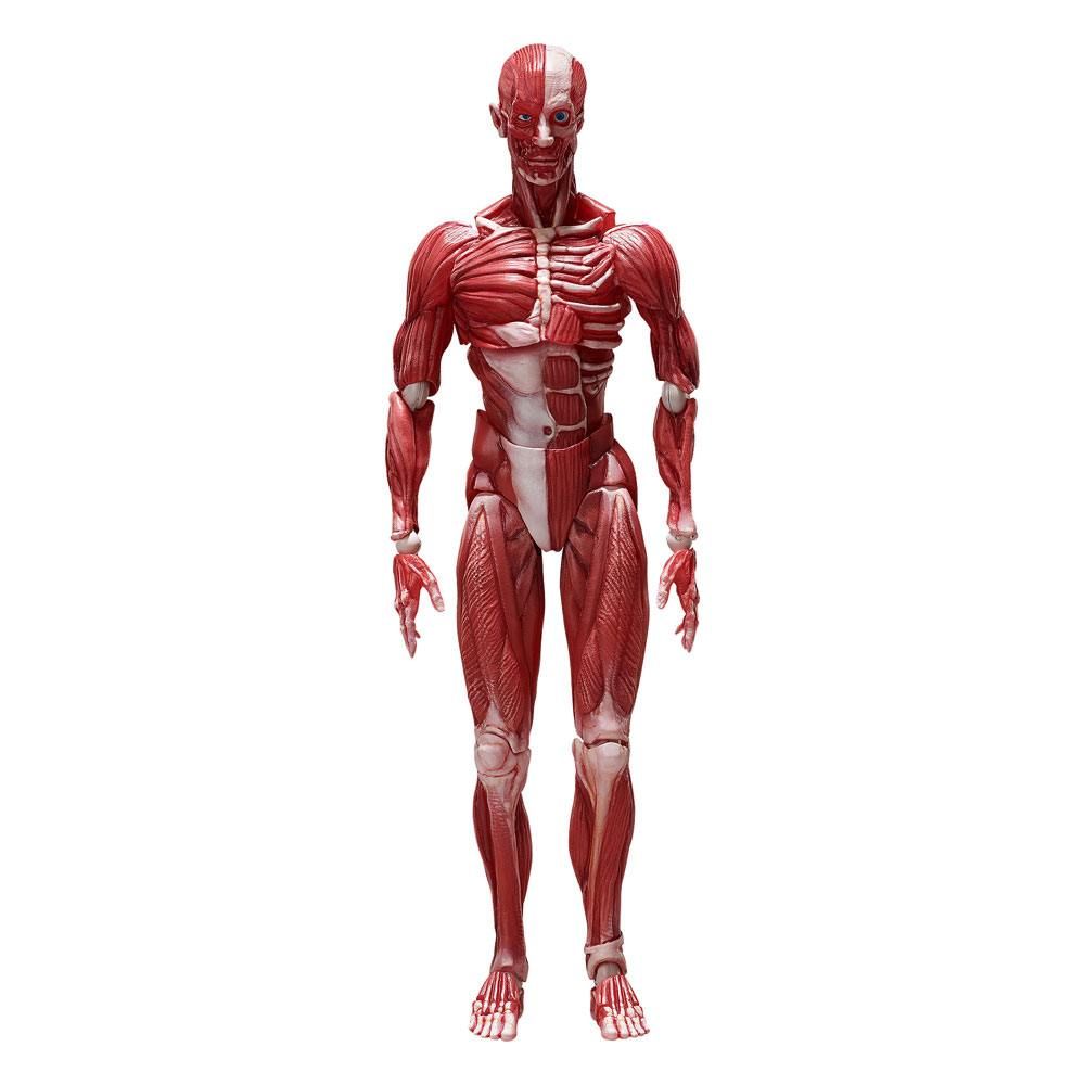 Original Character Figma Action Figure Human Anatomical Model 15 cm FREEing