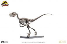 Jurassic Park Statue 1/4 Raptor Skeleton Bronze 46 cm Toynami